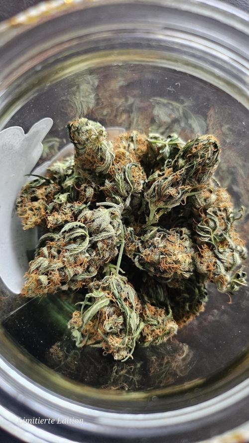 Platinum Mimosa Cookie. Week 9