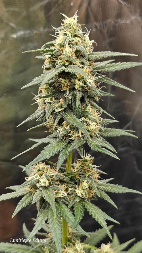 Platinum Mimosa Cookie. Week 9