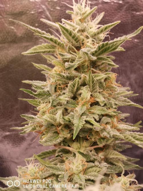 Chronik von DutchPassion. Week 11