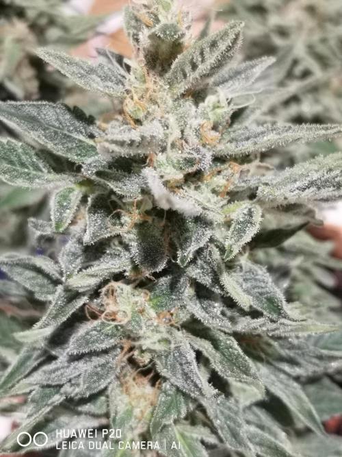 Chronik von DutchPassion. Week 11