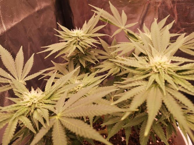 Chronik von DutchPassion. Week 11