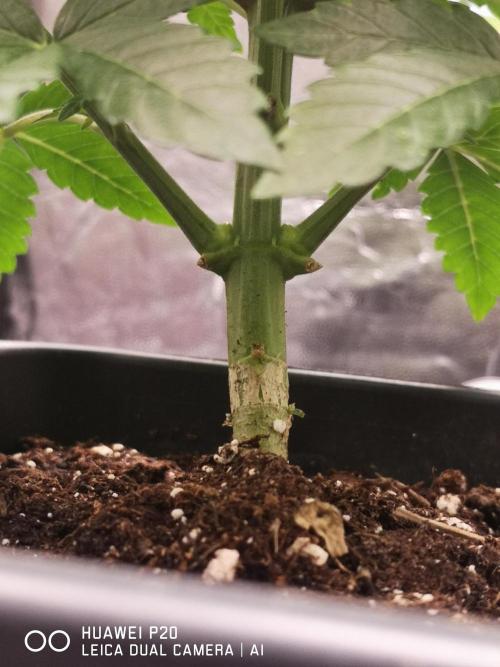 MeinGarten WildThai und WhiteTruffel. Week 2