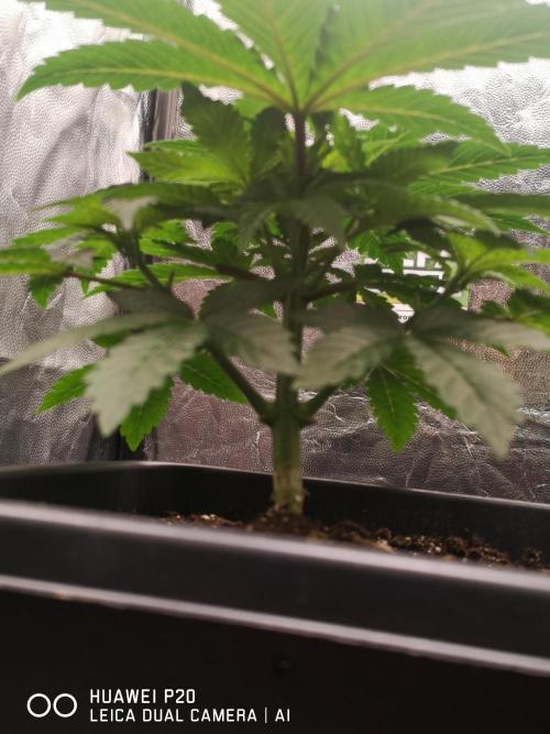 MeinGarten WildThai und WhiteTruffel. Week 2