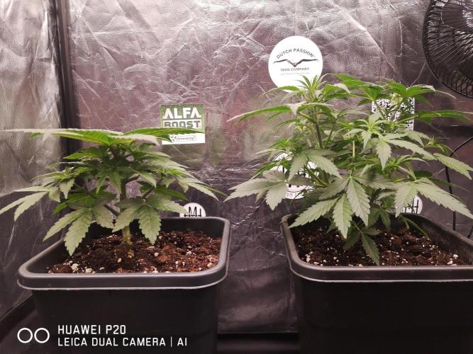 MeinGarten WildThai und WhiteTruffel. Week 2