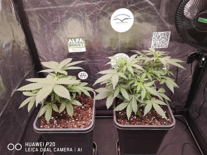 MeinGarten WildThai und WhiteTruffel. Week 2