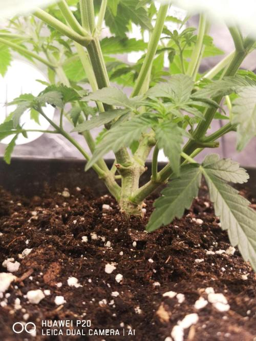 MeinGarten WildThai und WhiteTruffel. Week 2