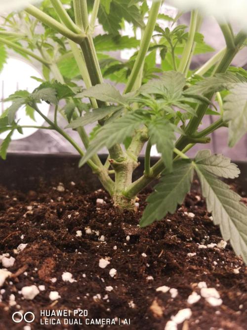 MeinGarten WildThai und WhiteTruffel. Week 2