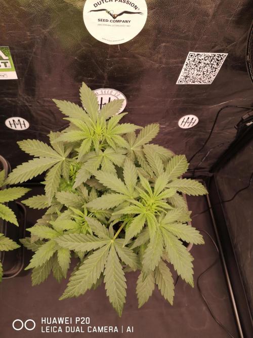 MeinGarten WildThai und WhiteTruffel. Week 2