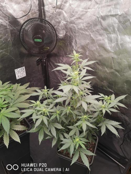 MeinGarten WildThai und WhiteTruffel. Week 2