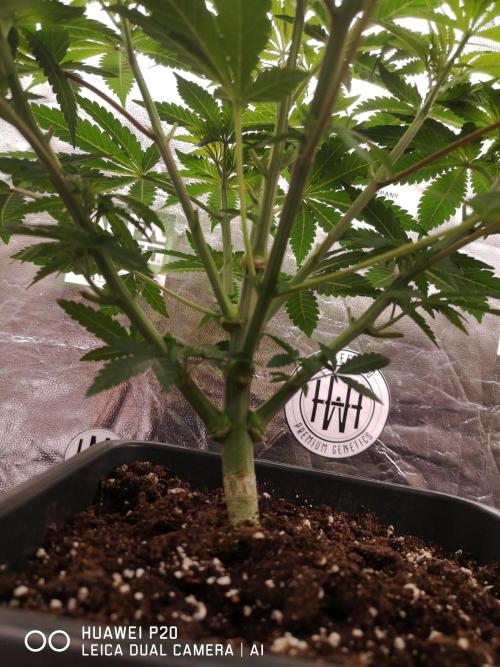 MeinGarten WildThai und WhiteTruffel. Week 2