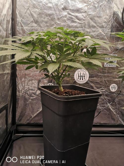 MeinGarten WildThai und WhiteTruffel. Week 2