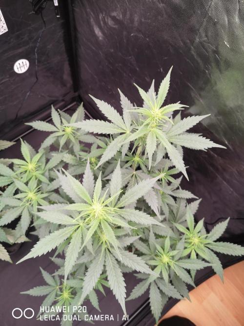 MeinGarten WildThai und WhiteTruffel. Week 2