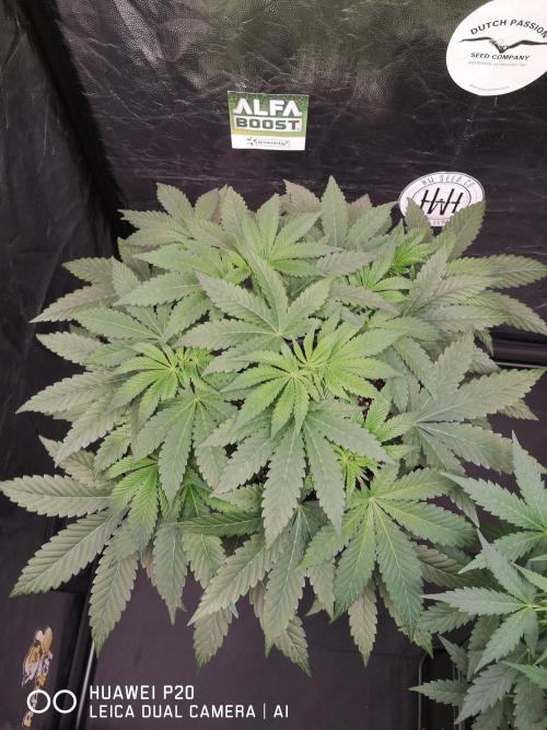 MeinGarten WildThai und WhiteTruffel. Week 2