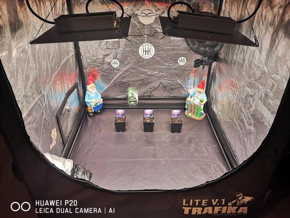 ETERNITY Grow Cup 2026. Week 0