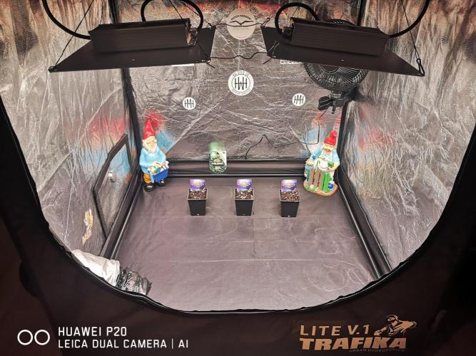 ETERNITY Grow Cup 2026 Bye Zamnesia 💚. Week 0