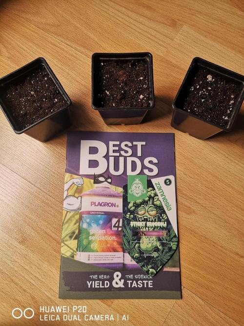 ETERNITY Grow Cup 2026 Bye Zamnesia 💚. Week 0