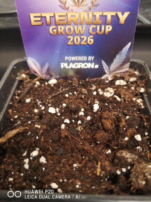 ETERNITY Grow Cup 2026 Bye Zamnesia 💚. Week 0 - Schlüpf Tag 31.12.25