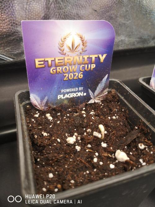 ETERNITY Grow Cup 2026 Bye Zamnesia 💚. Week 0 - Schlüpf Tag 31.12.25