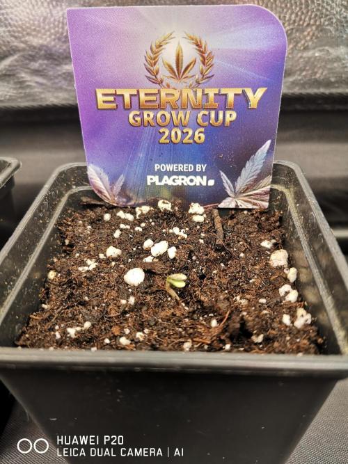 ETERNITY Grow Cup 2026 Bye Zamnesia 💚. Week 0 - Schlüpf Tag 31.12.25