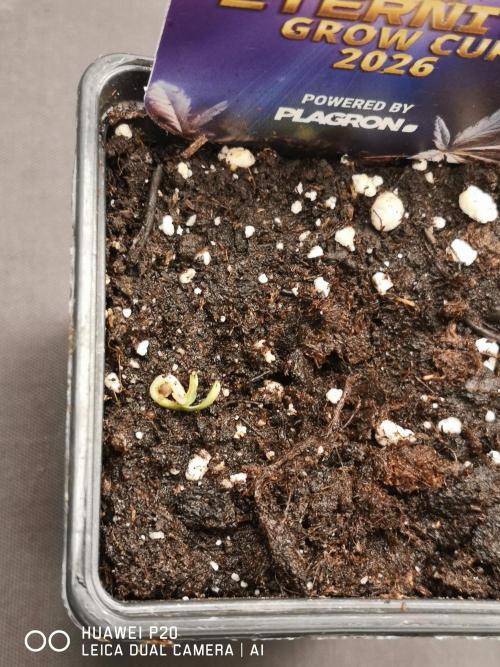 ETERNITY Grow Cup 2026 Bye Zamnesia 💚. Week 0 - Eine ist schon Mal nix geworden 😕 schade