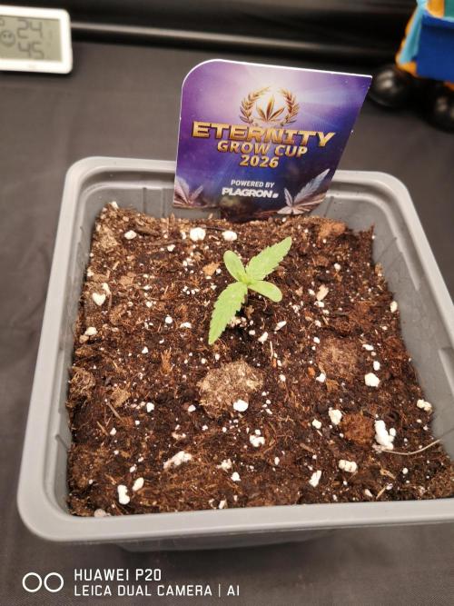 ETERNITY Grow Cup 2026 Bye Zamnesia 💚. Week 0 - Die kleine steht sehr gut da um neuen Topf