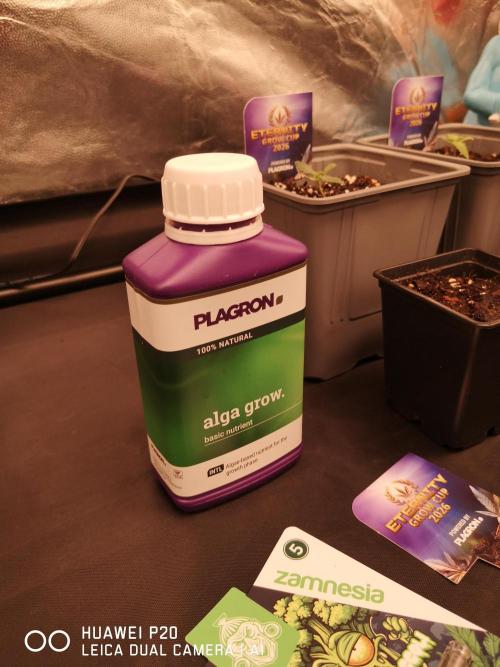 ETERNITY Grow Cup 2026 Bye Zamnesia 💚. Week 0 - Plagron 🖤❤️💚