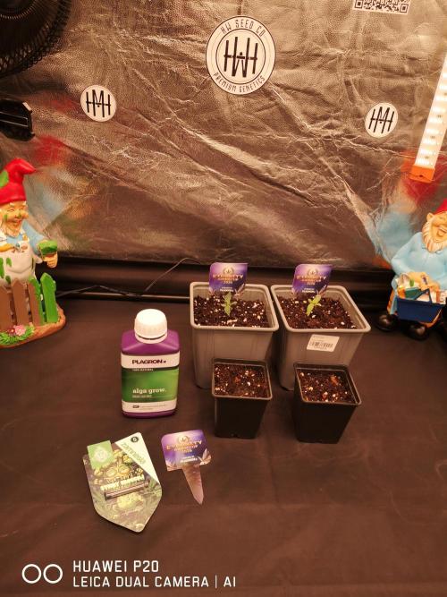 ETERNITY Grow Cup 2026 Bye Zamnesia 💚. Week 0