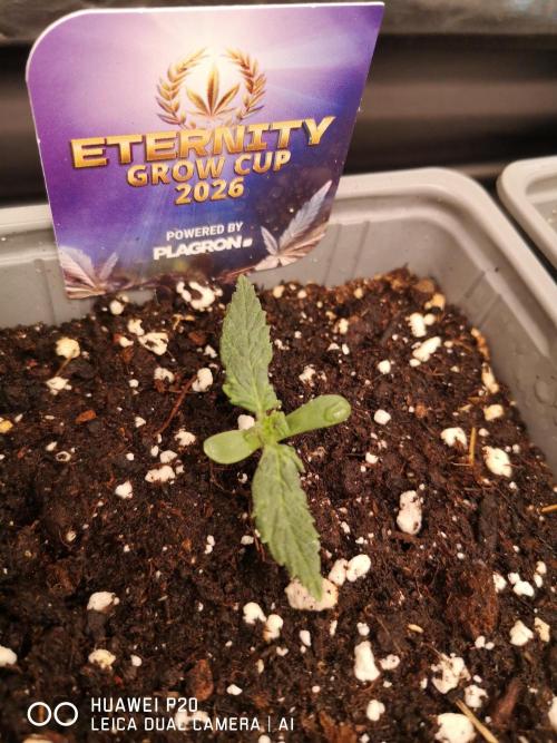 ETERNITY Grow Cup 2026 Bye Zamnesia 💚. Week 0 - Ohne Dünger auch am Mittwoch den 7.01.26