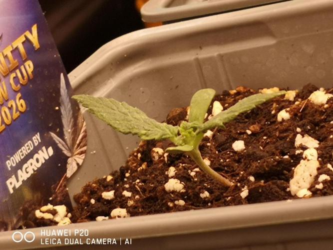 ETERNITY Grow Cup 2026 Bye Zamnesia 💚. Week 0 - Mit Dünger von Plagron