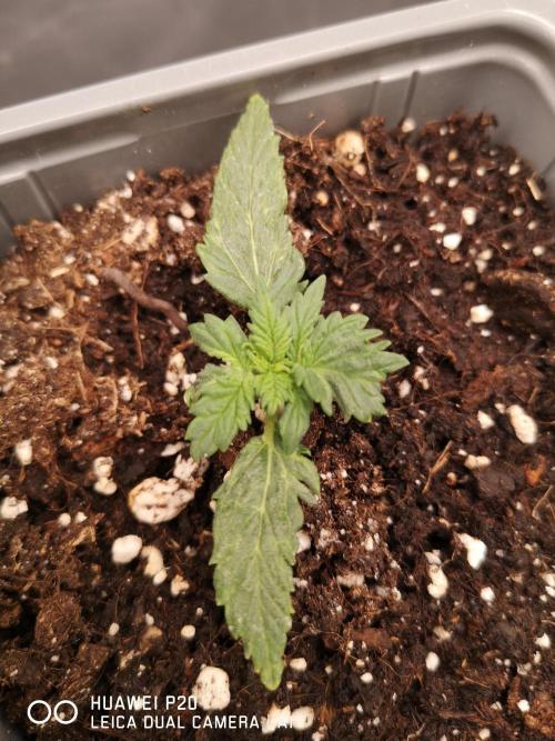 ETERNITY Grow Cup 2026 Bye Zamnesia 💚. Week 2