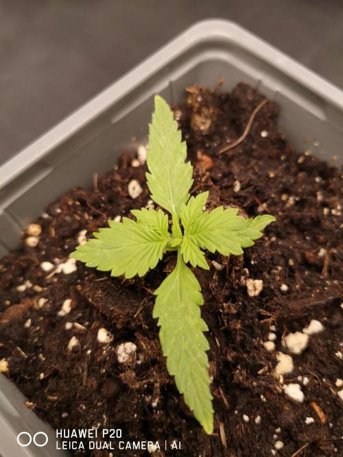 ETERNITY Grow Cup 2026 Bye Zamnesia 💚. Week 2 - Alle Bilder sind vom 11.01.26 läuft super jetzt kann der Run beginnen 🖤❤️💚