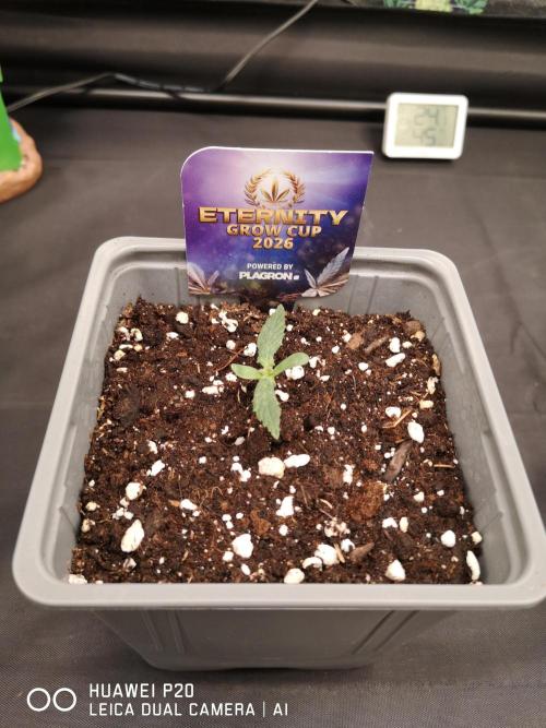 ETERNITY Grow Cup 2026 Bye Zamnesia 💚. Week 0