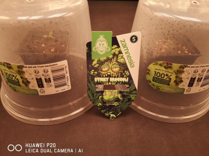 ETERNITY Grow Cup 2026 Bye Zamnesia 💚. Week 0