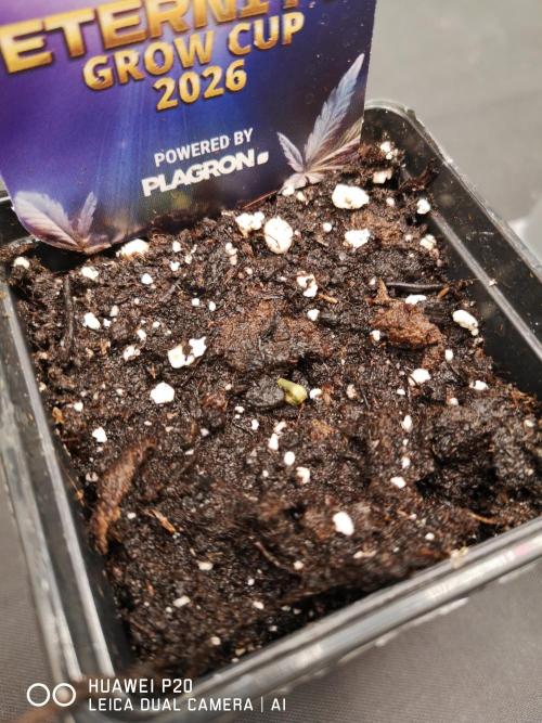 ETERNITY Grow Cup 2026 Bye Zamnesia 💚. Week 0