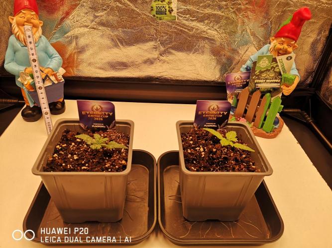 ETERNITY Grow Cup 2026 Bye Zamnesia 💚. Week 2