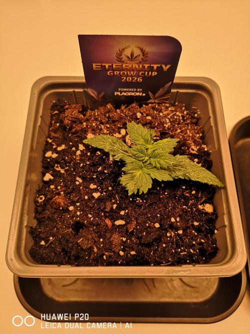 ETERNITY Grow Cup 2026 Bye Zamnesia 💚. Week 2