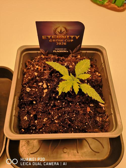 ETERNITY Grow Cup 2026 Bye Zamnesia 💚. Week 2