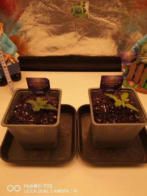 ETERNITY Grow Cup 2026 Bye Zamnesia 💚. Week 2