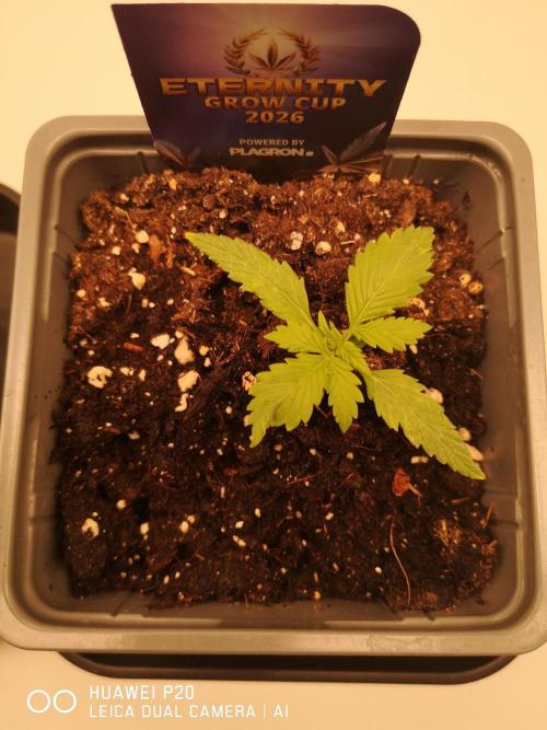 ETERNITY Grow Cup 2026 Bye Zamnesia 💚. Week 2