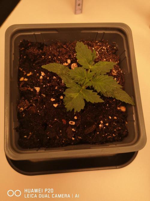 ETERNITY Grow Cup 2026 Bye Zamnesia 💚. Week 2