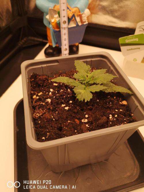 ETERNITY Grow Cup 2026 Bye Zamnesia 💚. Week 2