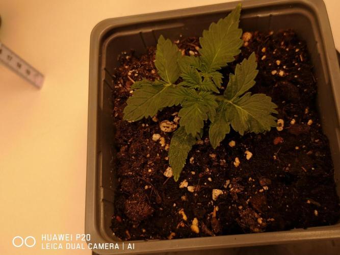 ETERNITY Grow Cup 2026 Bye Zamnesia 💚. Week 2 - Schönen Mittwoch morgen jewünscht 🌲🙂