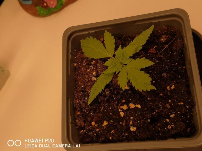 ETERNITY Grow Cup 2026 Bye Zamnesia 💚. Week 2