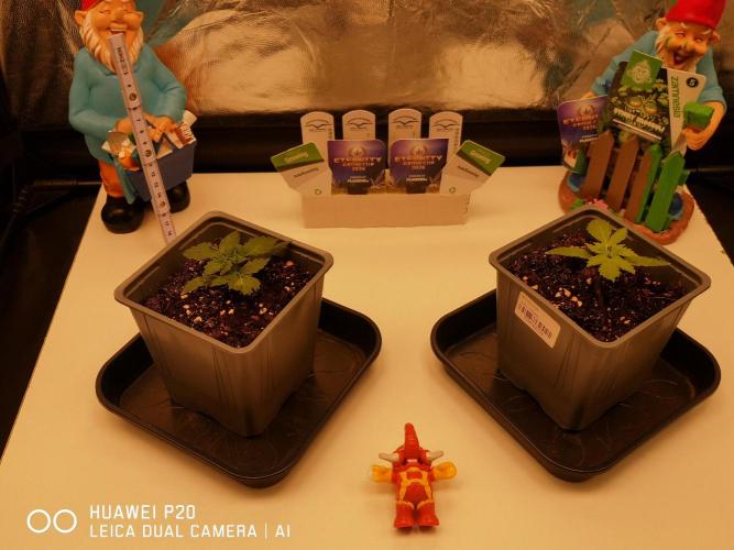 ETERNITY Grow Cup 2026 Bye Zamnesia 💚. Week 2 - Die Ladys gehen Voll ab 🖤❤️💛🍀