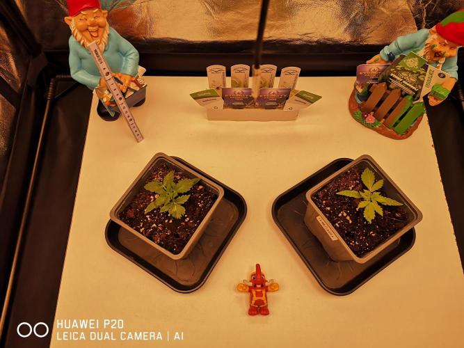 ETERNITY Grow Cup 2026 Bye Zamnesia 💚. Week 2