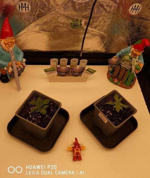 ETERNITY Grow Cup 2026 Bye Zamnesia 💚. Week 2