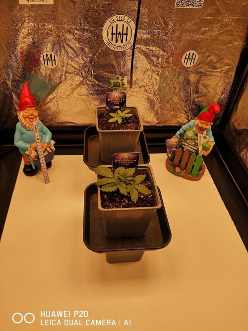 ETERNITY Grow Cup 2026 Bye Zamnesia 💚. Week 3 - 18.01.26 mach vielen Problemen mit der Genetik würde ich sagen ich gebe mein Cup