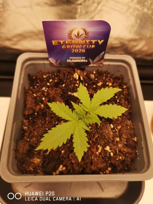 ETERNITY Grow Cup 2026 Bye Zamnesia 💚. Week 3