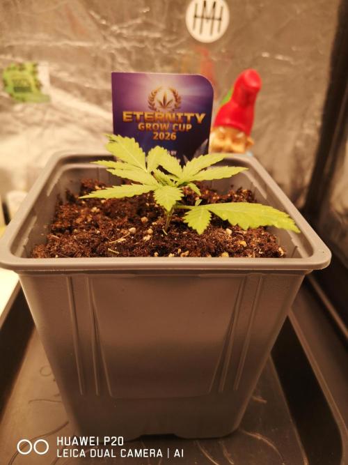 ETERNITY Grow Cup 2026 Bye Zamnesia 💚. Week 3