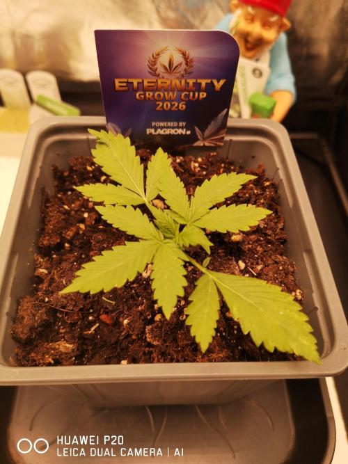 ETERNITY Grow Cup 2026 Bye Zamnesia 💚. Week 3